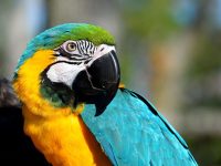macaw-2868308_1920