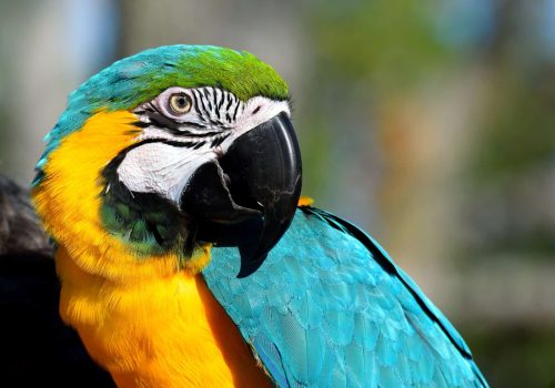 macaw-2868308_1920